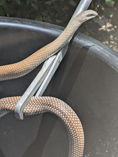 Eastern Rufous Beaked Snake