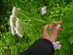 Valeriana pyrenaica