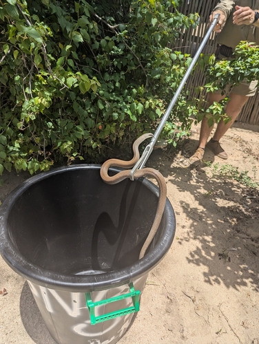 Eastern Rufous Beaked Snake