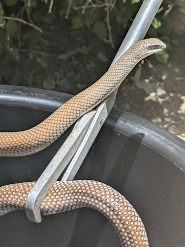 Eastern Rufous Beaked Snake
