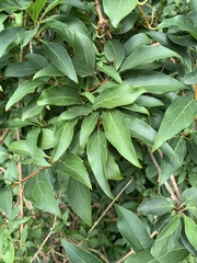 Tracheophyta