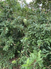 Tracheophyta