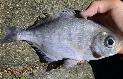 Walleye seaperch (Hyperprosopon argenteum) — Embiotocidae — 5