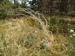 Stipa borysthenica