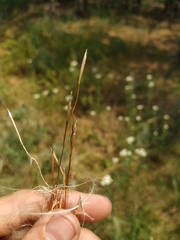 Stipa borysthenica