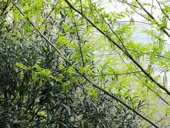 Pterocarya stenoptera