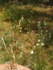 Stipa borysthenica