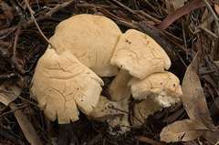 Leucopaxillus cerealis
