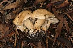 Leucopaxillus cerealis