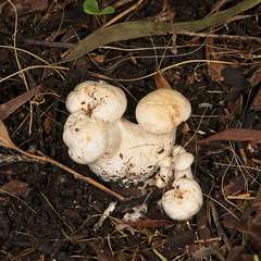 Leucopaxillus cerealis