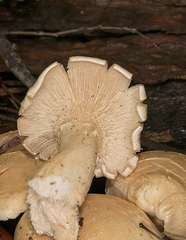 Leucopaxillus cerealis