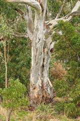 Leucopaxillus cerealis