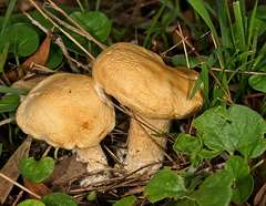 Leucopaxillus cerealis