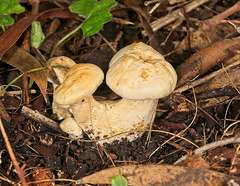 Leucopaxillus cerealis