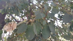 Quercus brantii