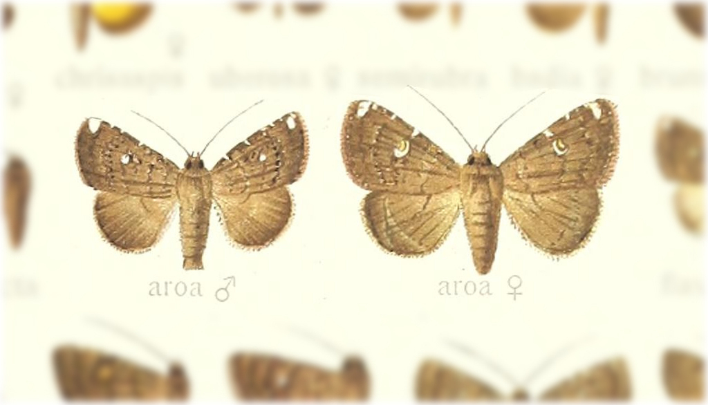 Amyna aroa