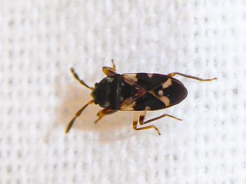 Malipatilius observed 2025-01-26
