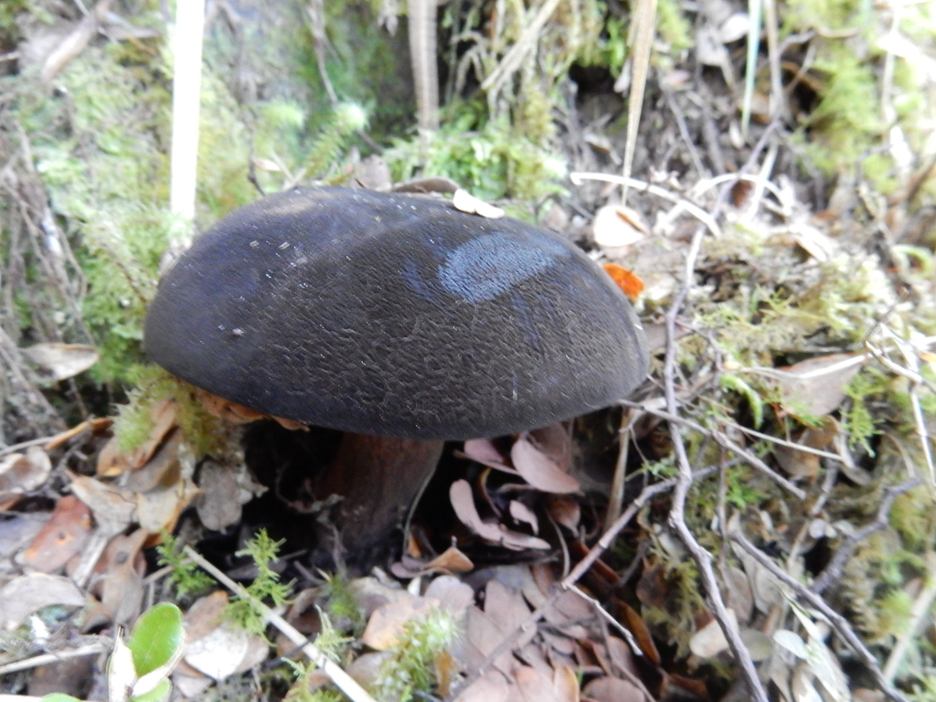 Tylopilus formosus · February 2025 · photo: © rayjackson (iNaturalist, cc-by)