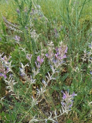 Astragalus varius