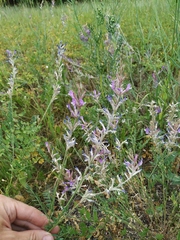 Astragalus varius