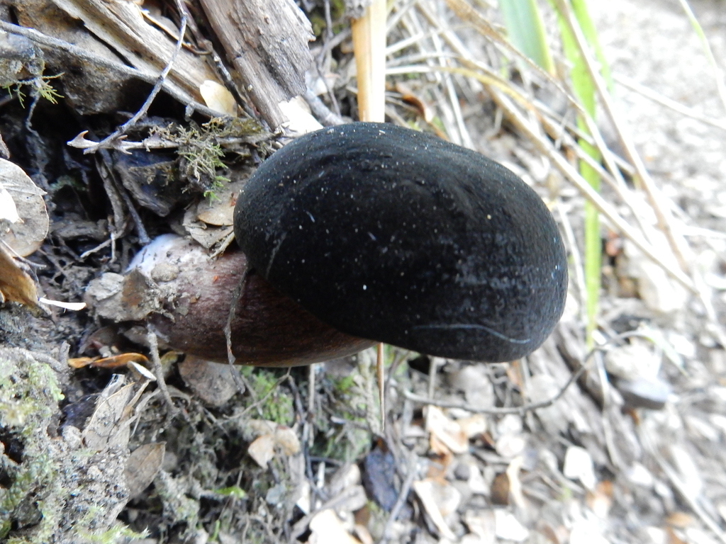 Tylopilus formosus · February 2025 · photo: © rayjackson (iNaturalist, cc-by)