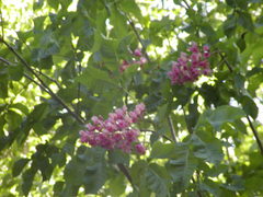 Aesculus pavia