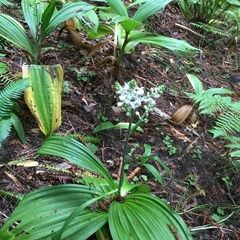 Veratrum fimbriatum