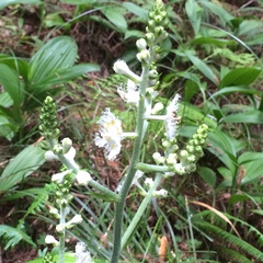 Veratrum fimbriatum