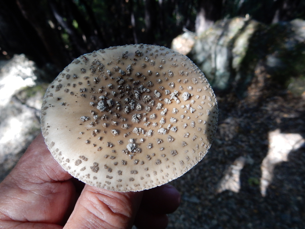 Amanita nothofagi · February 2025 · photo: © rayjackson (iNaturalist, cc-by)