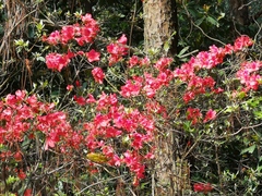 Rhododendron simsii