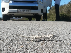 Bradypodion occidentale