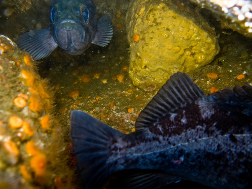 Sebastes melanops