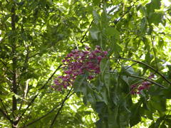 Aesculus pavia