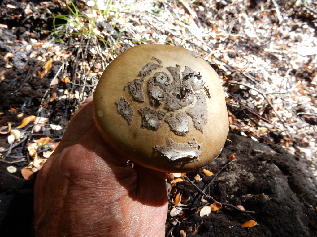 Amanita nothofagi · February 2025 · photo: © rayjackson (iNaturalist, cc-by)