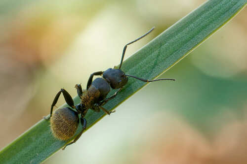 Camponotus nossibeensisCamponotus nossibeensis