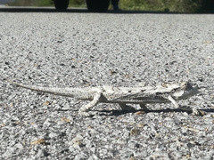 Bradypodion occidentale