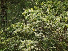 Loropetalum chinense
