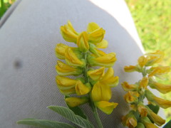 Eriosema psoraleoides