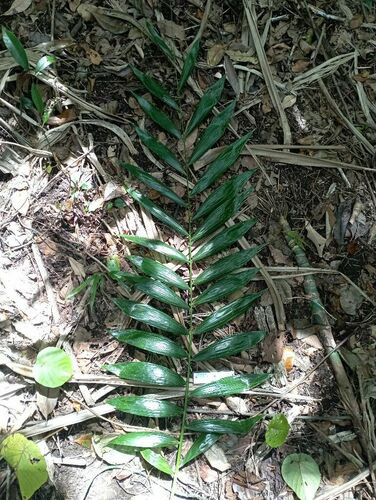 Calamus vitiensis observed 2024-10-11