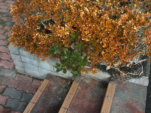 Rhododendron eriocarpum iNat (2)