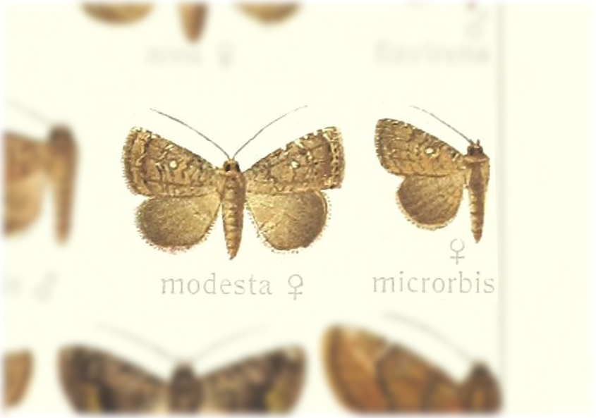 Amyna modesta