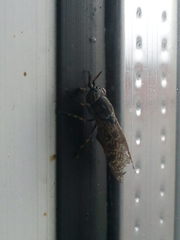 Haematopota pluvialis