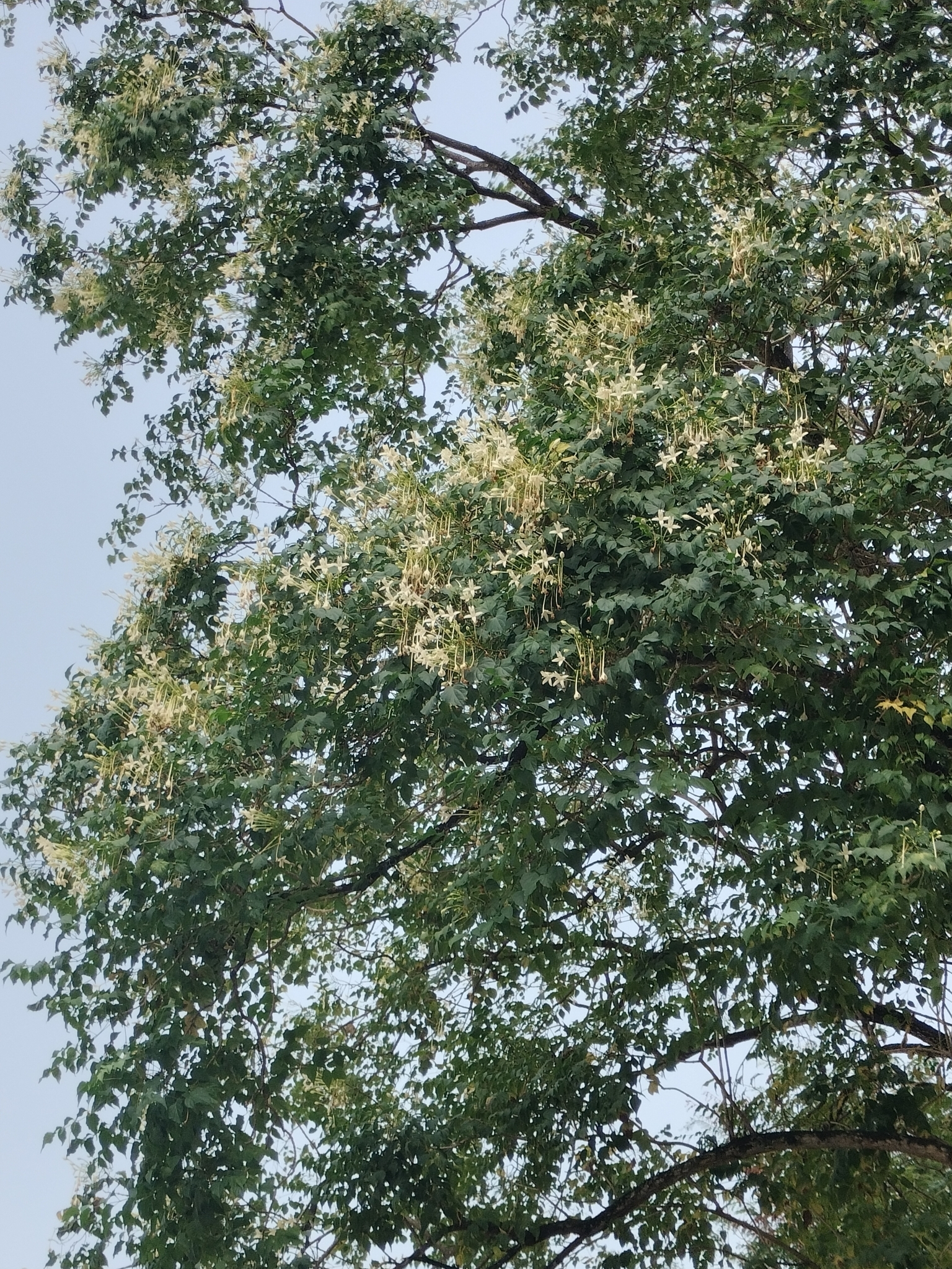 Imagem de Corticeira