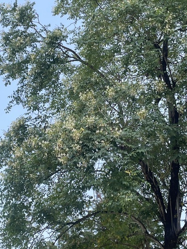 Foto de Corticeira