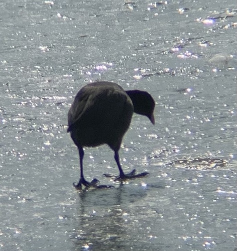 Eurasian Coot