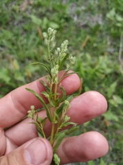 Veronica anagalloides