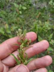Veronica anagalloides