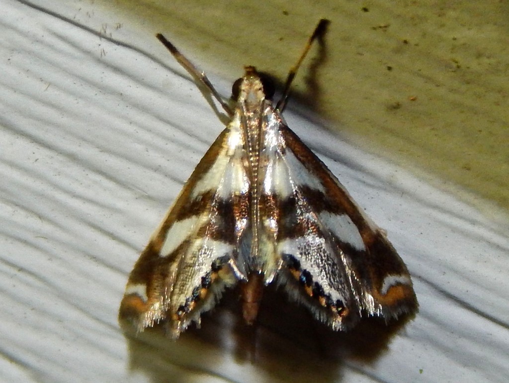 Chrysendeton