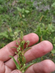 Veronica anagalloides