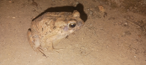 Hallowell's Toad